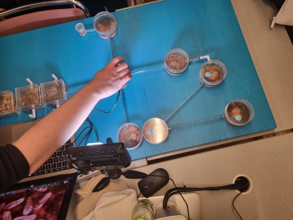 Maurar í líffræðitíma!