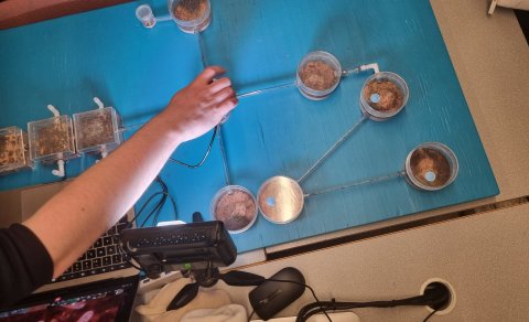 Maurar í líffræðitíma!