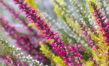 Haustfrí nemenda/ námsmatsdagar